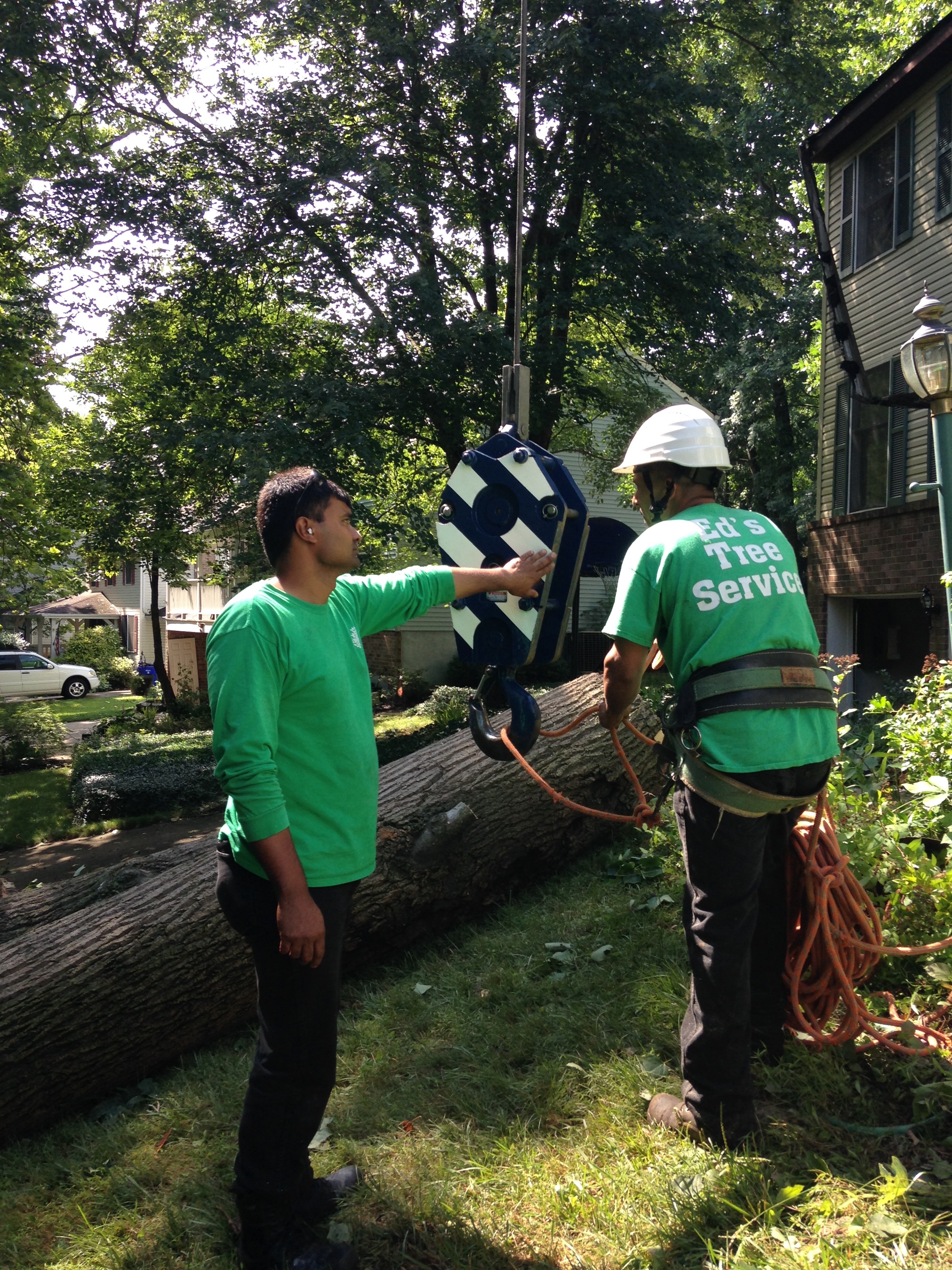 Where to find a reliable tree cutting service rockville md ed s