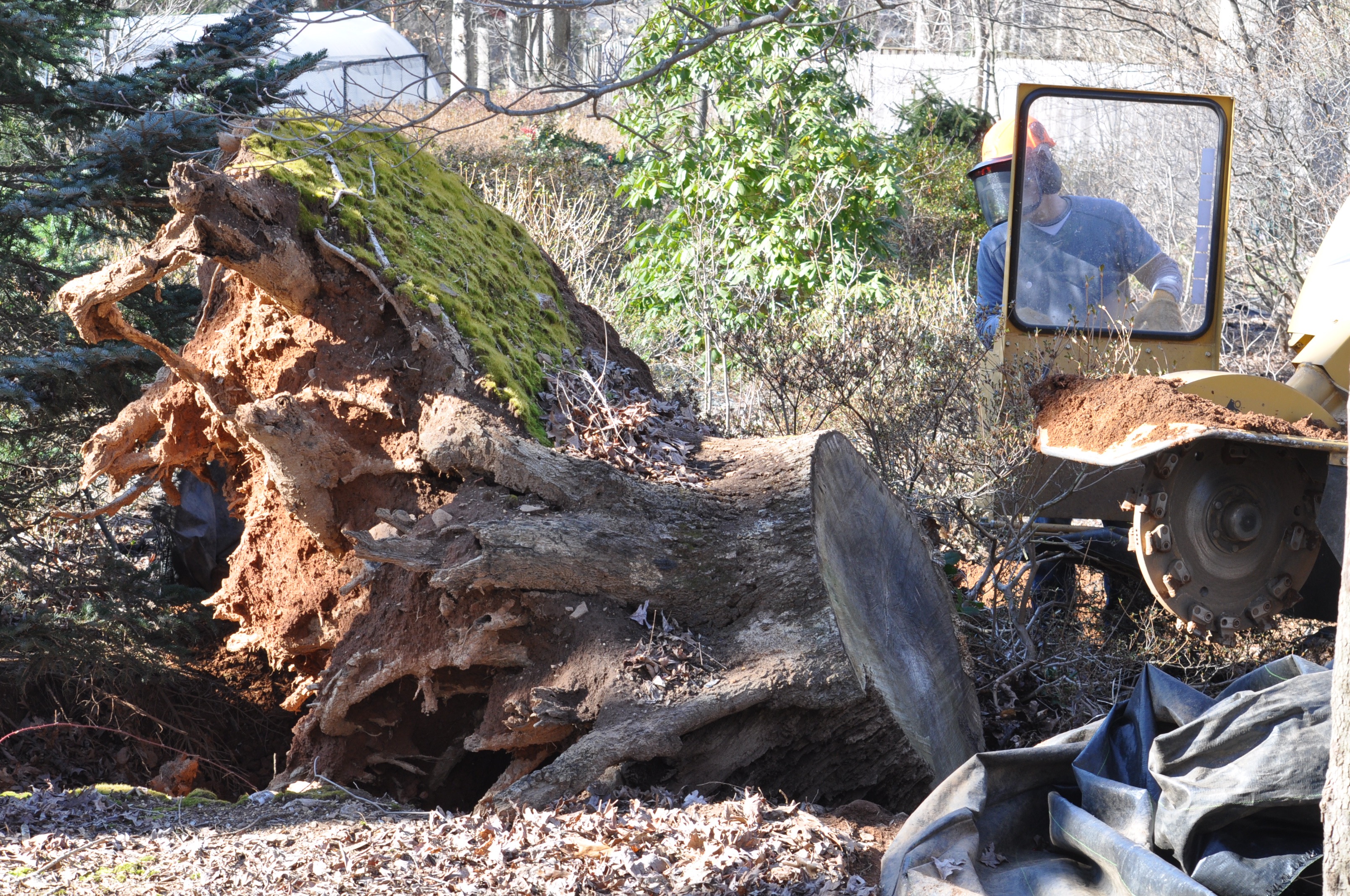 Emergency Ash Tree Removal by Licensed Experts Ed's Tree Services