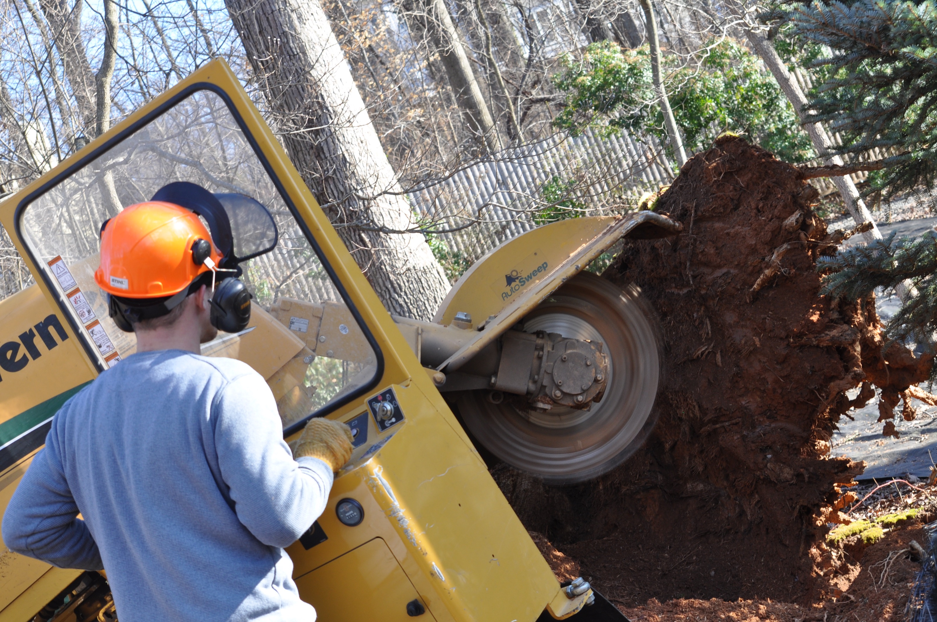 Licensed and Insured Maryland DC Tree Removal Ed�s Tree Licensed and Insured Maryland DC Tree Removal Ed�s Tree