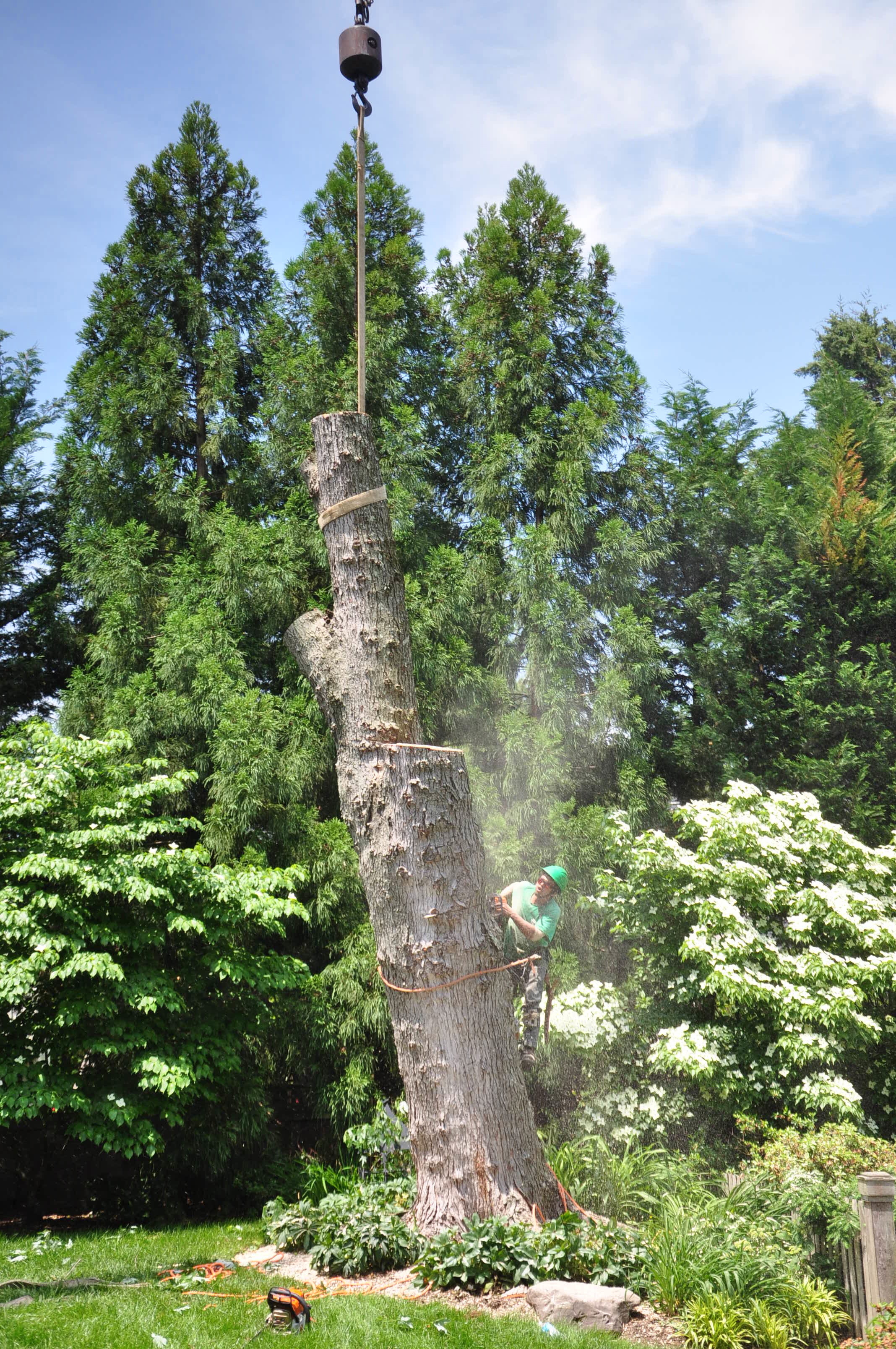 Licensed Tree Removal Services in Maryland and DC Ed's Tree Service