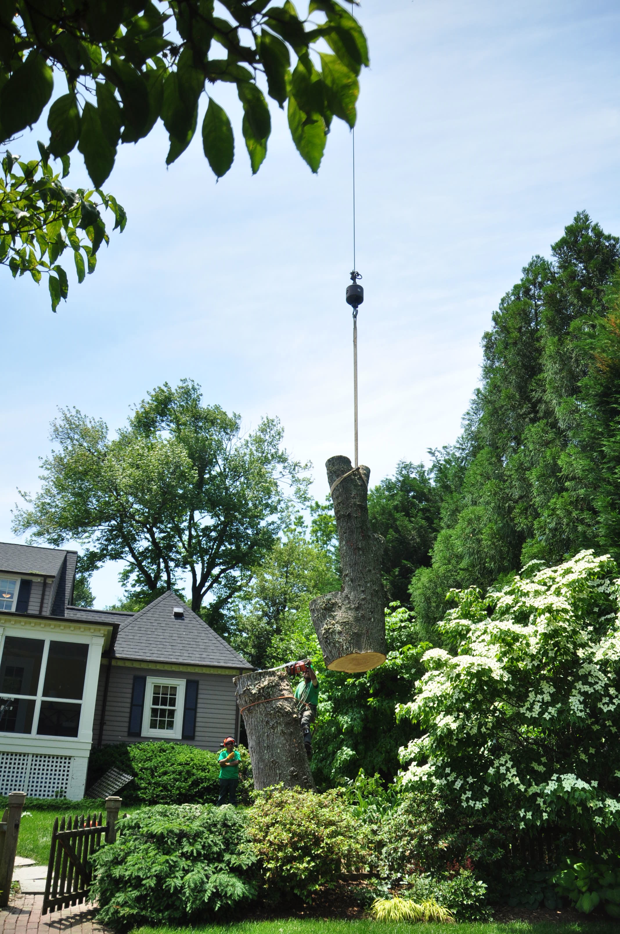 Best Senior Discounts In Rolla For Tree Removal - 6kqeo8d