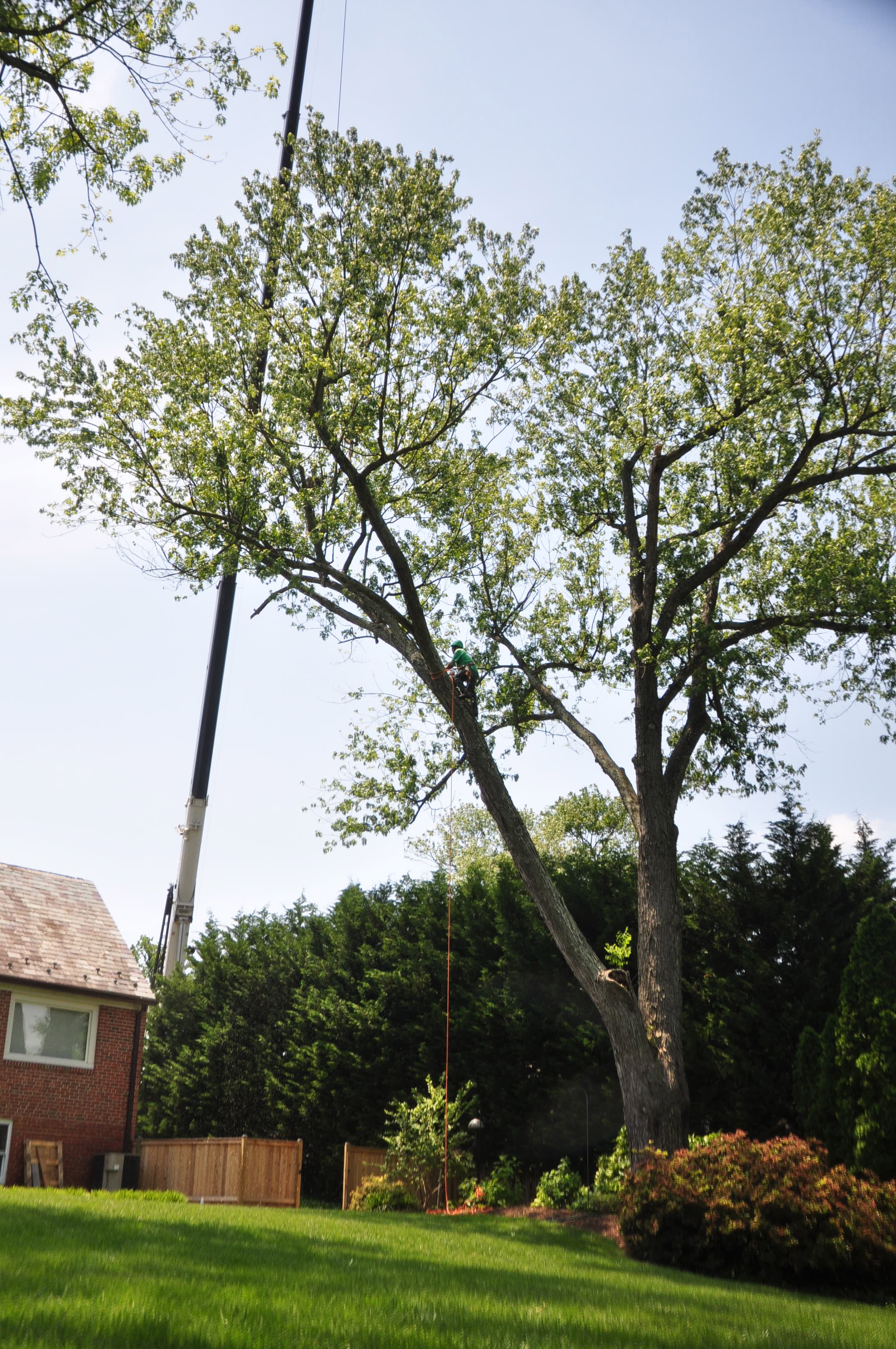See Before & After DC Maryland Tree Removal Ed's Tree Service