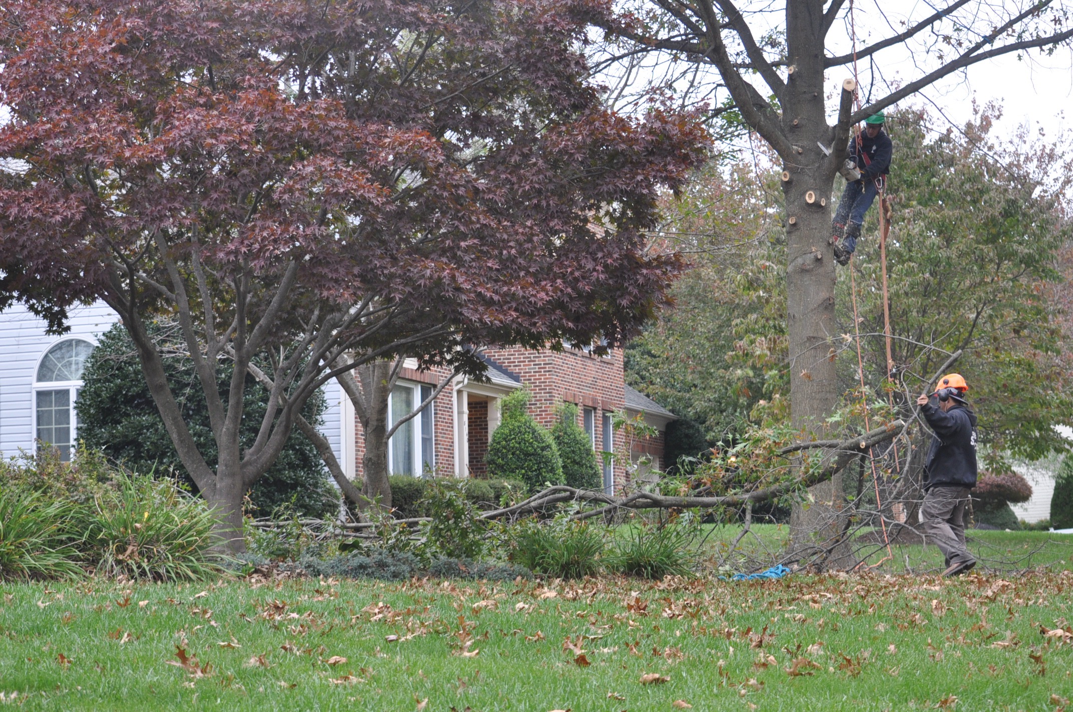Tree Trimming in Rockville, MD Ed's Tree Service