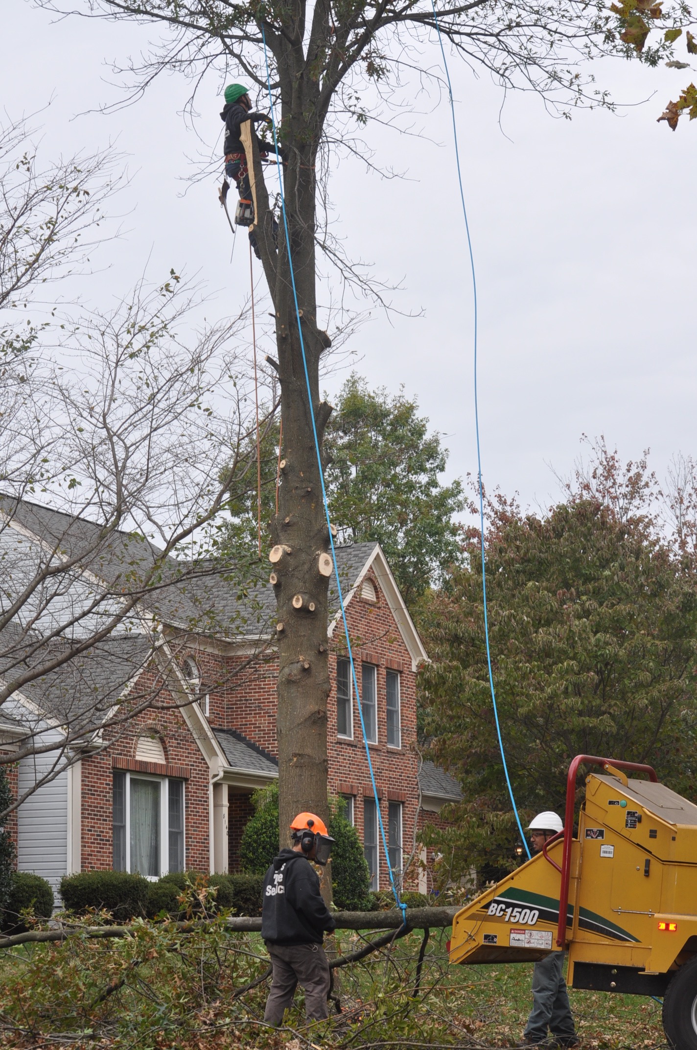 Bethesda Tree Removal Experts Ed's Tree Service