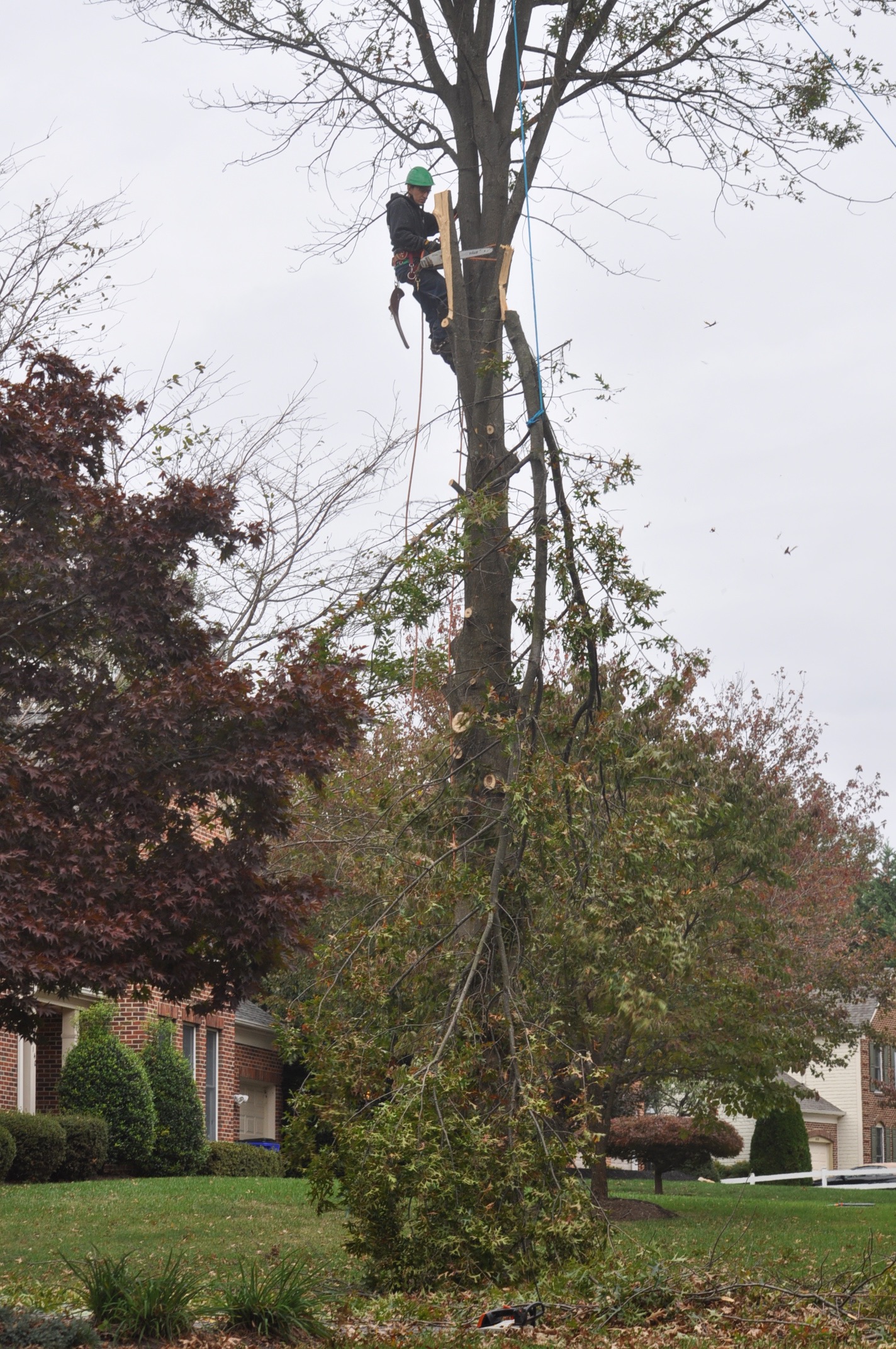 Contact Licensed and Insured Tree Removal Experts Ed's Tree Services