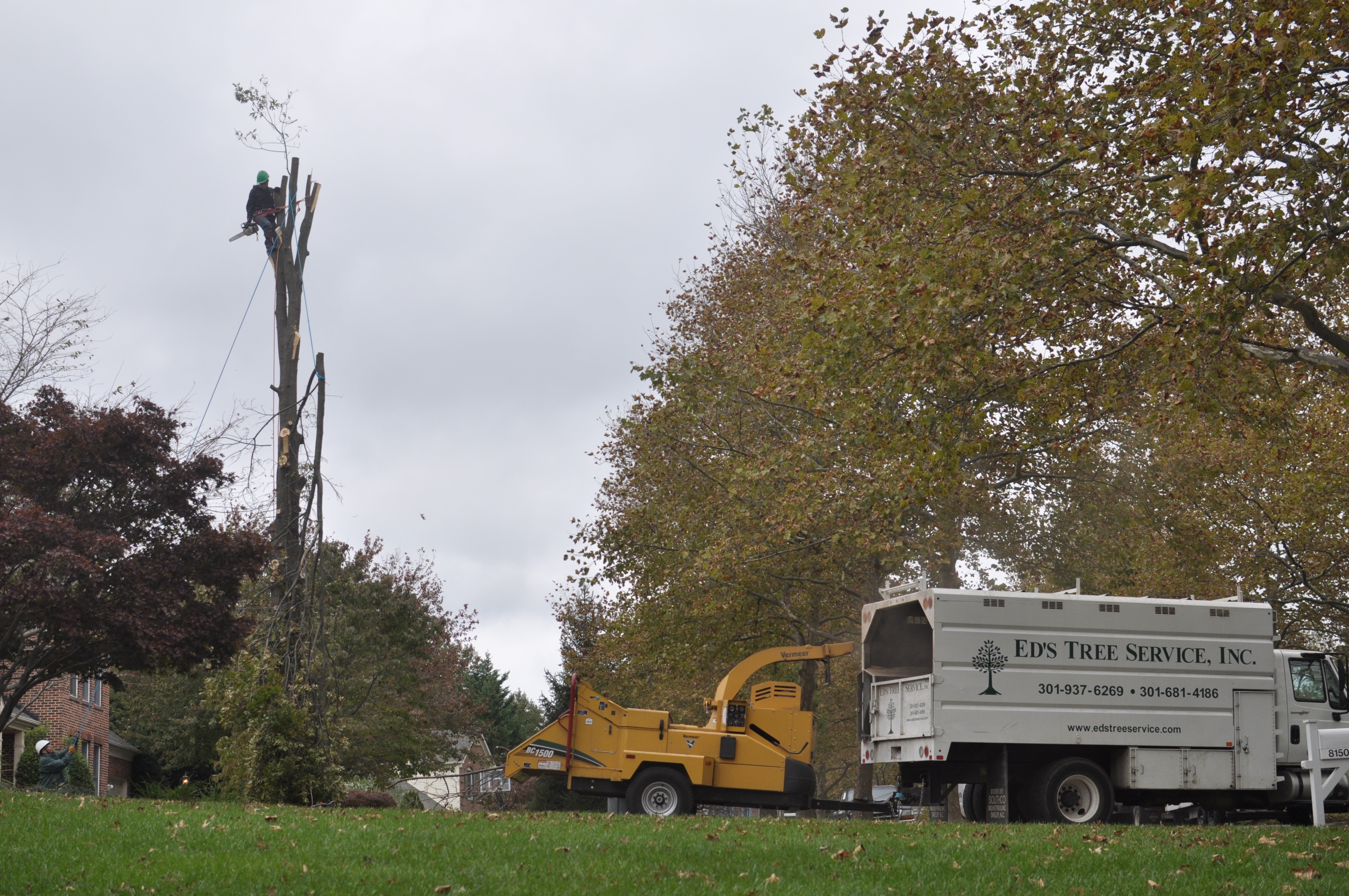 Finding Experts in Maryland Tree Care Ed's Tree Service