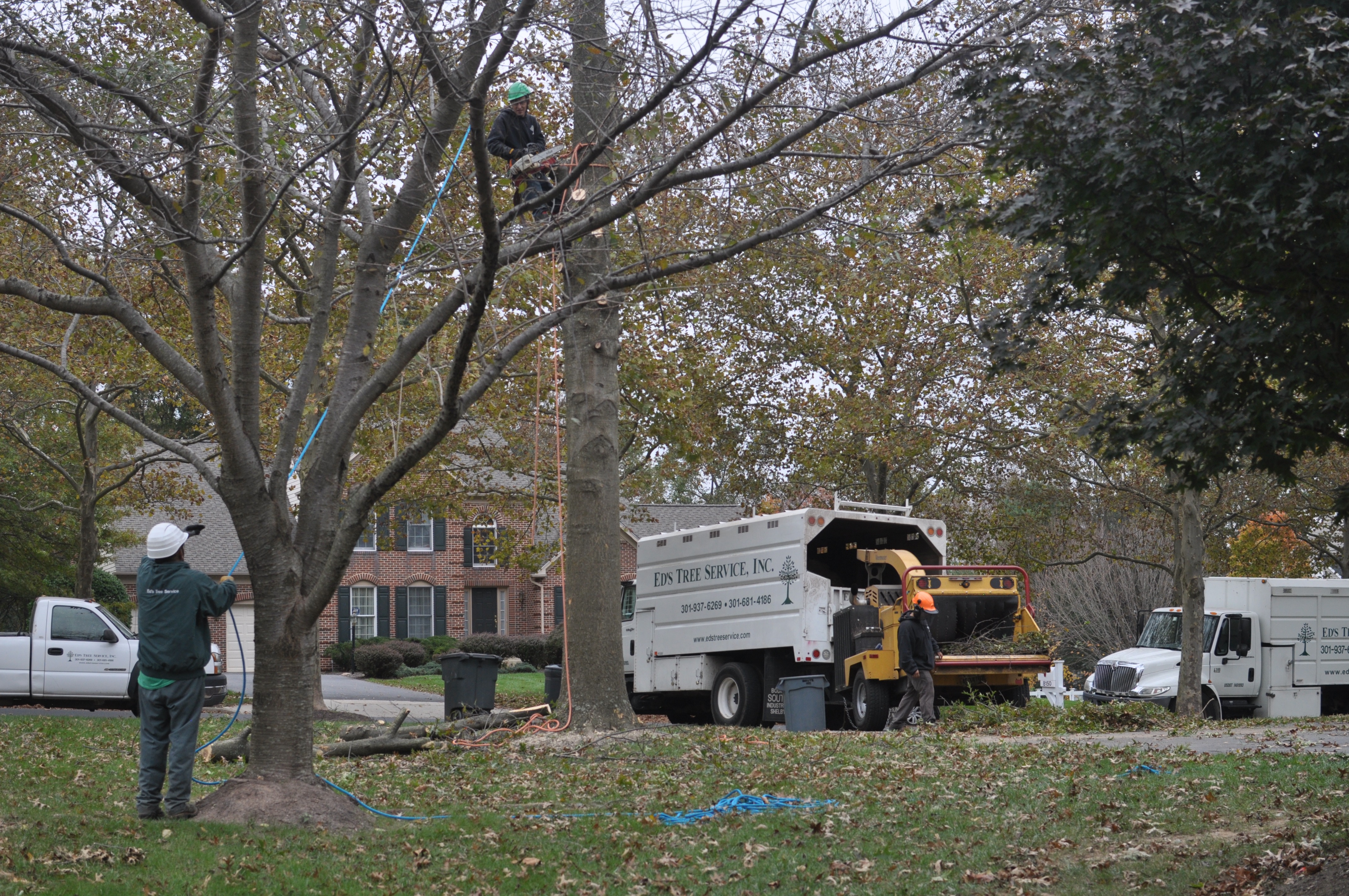 Contact Licensed and Insured Tree Removal Experts Ed's Tree Services