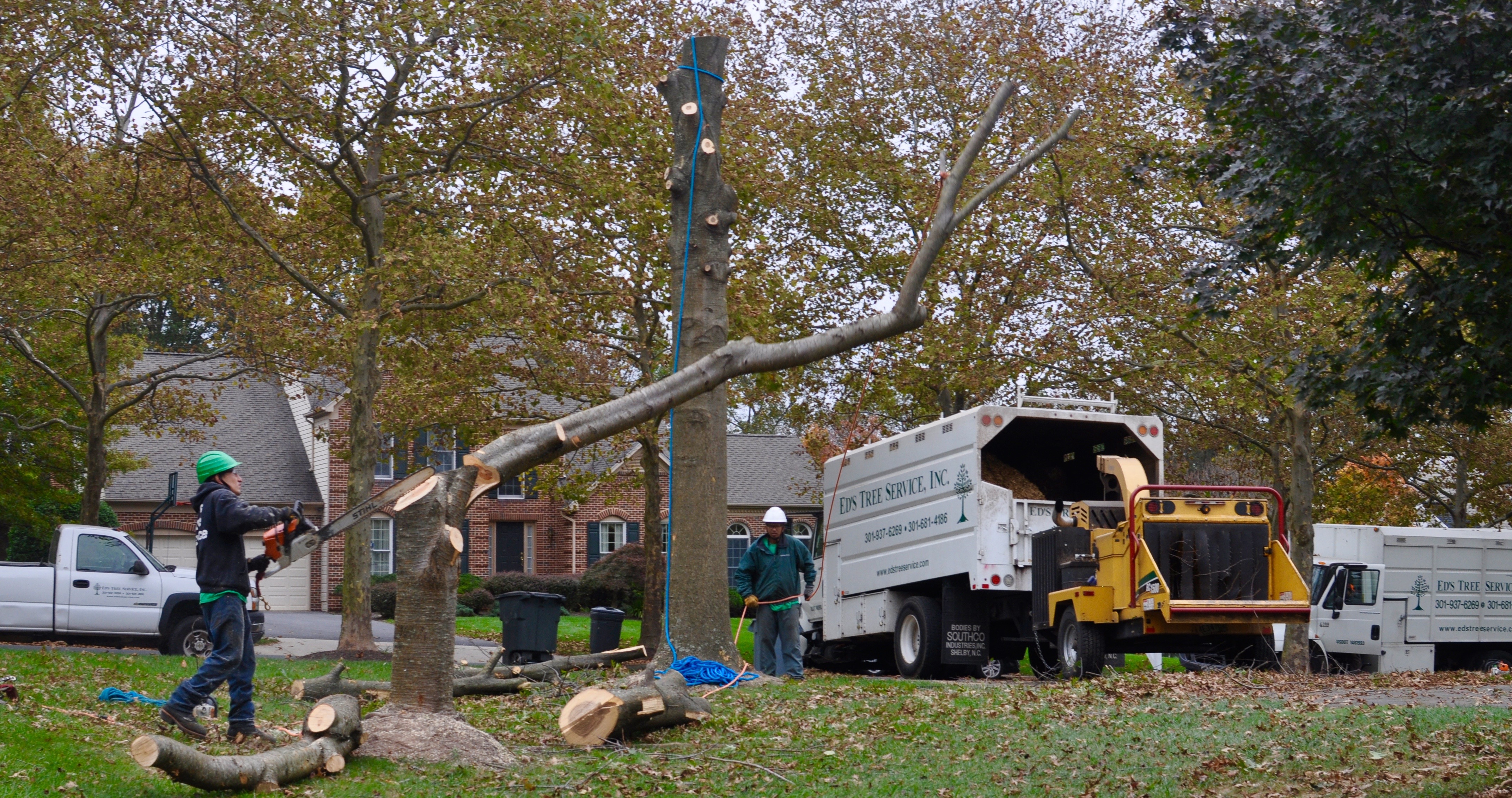 3 Things You Need to Know About Tree Trimming in Maryland Ed's Tree