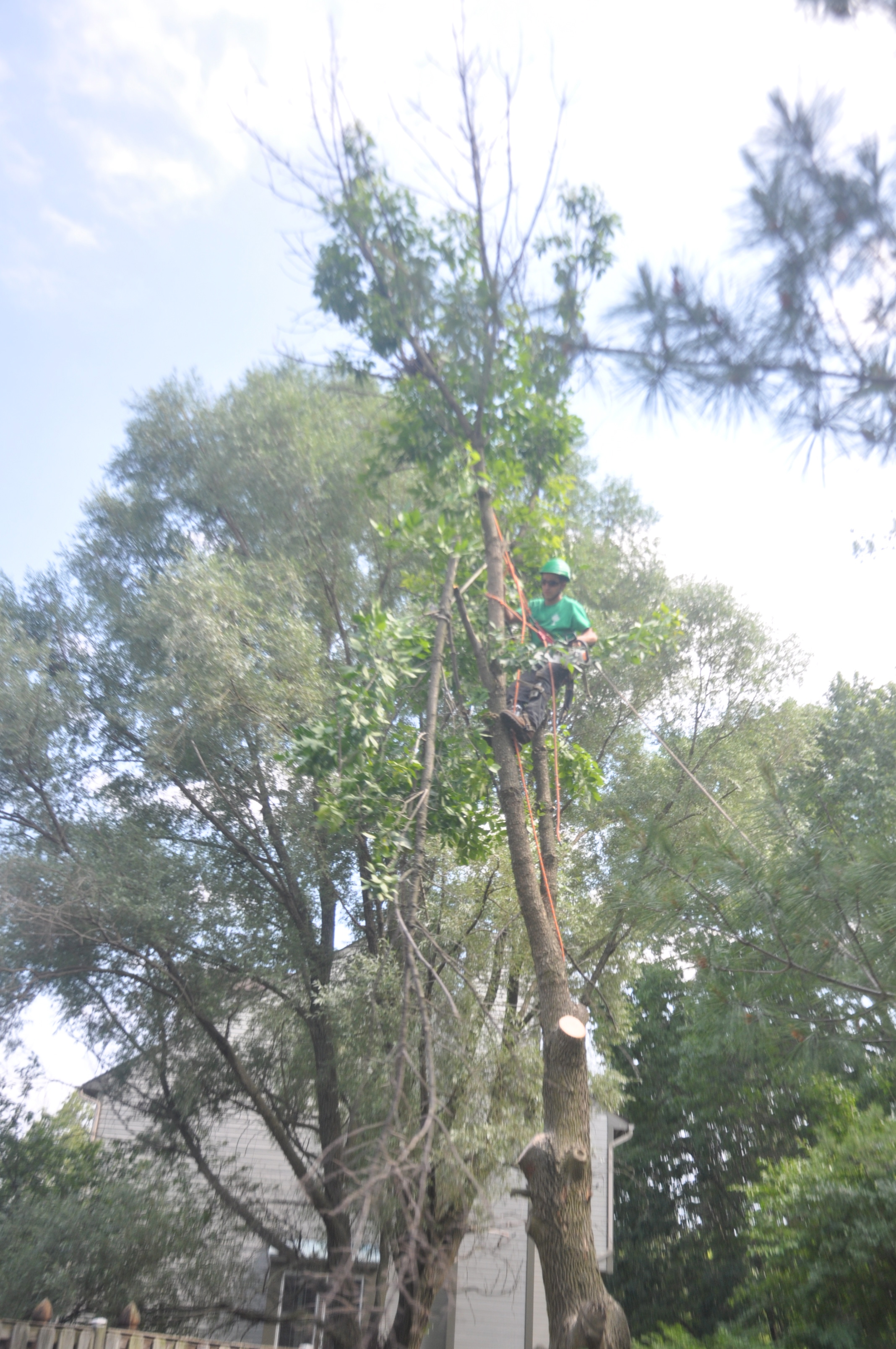 Licensed Tree Removal Services in Maryland and DC Ed's Tree Service