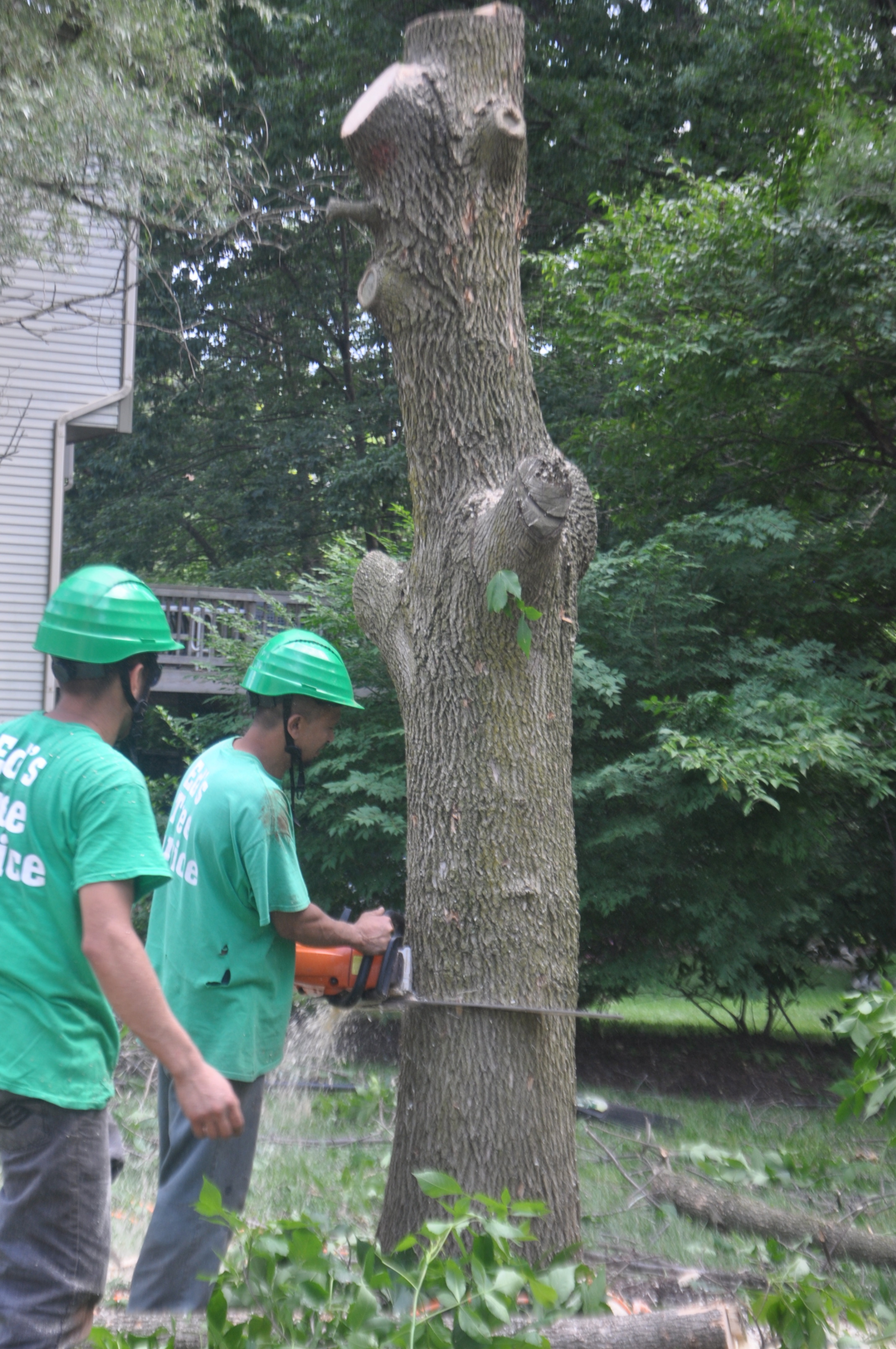 Licensed and Insured Emergency Tree Removal Ed's Tree Services