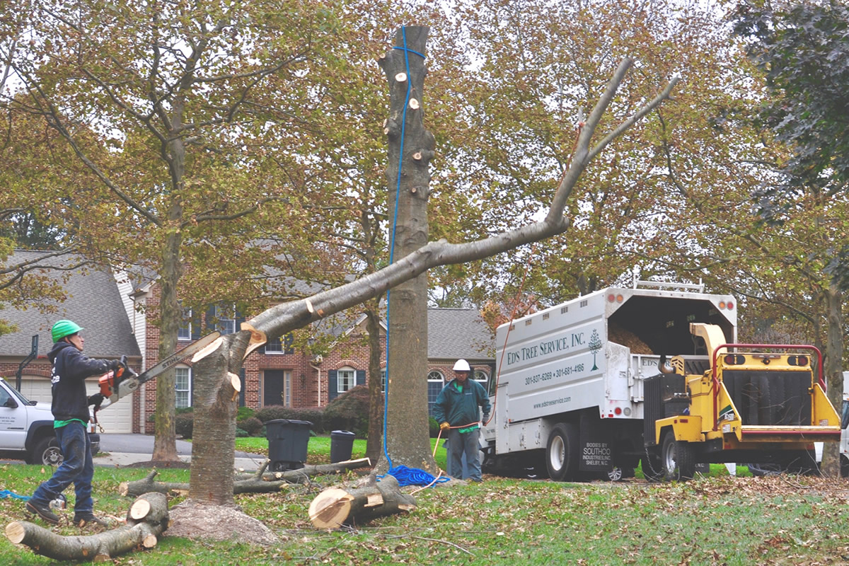 Hudson Emergency Tree Removal