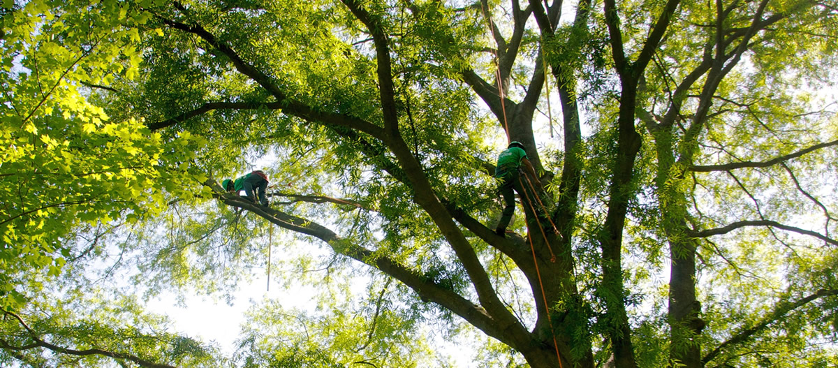 tree-trimming-in-maryland-ed-s-tree-service