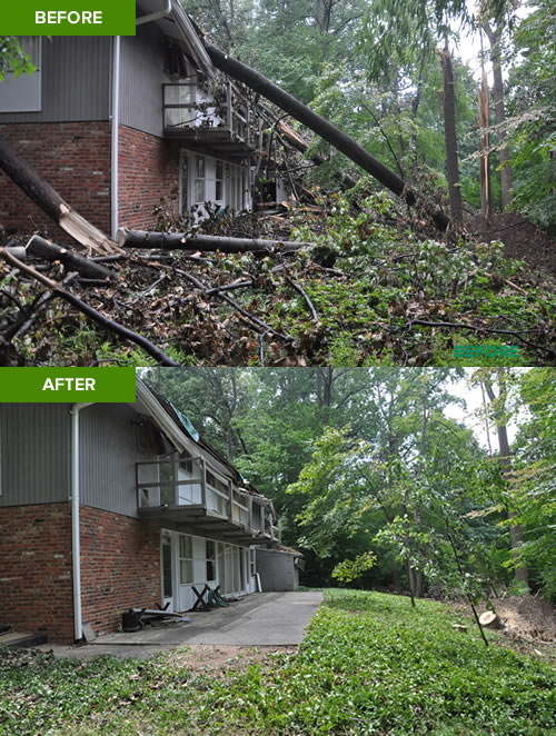 Tree Removal Before and After Ed's Tree Service
