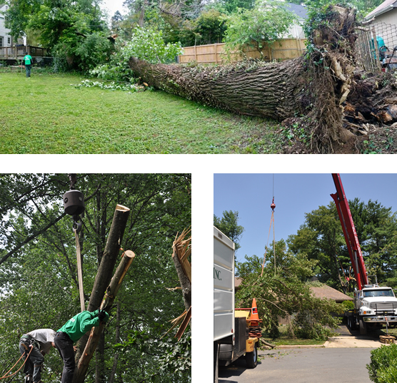 Removal Tree Limbs