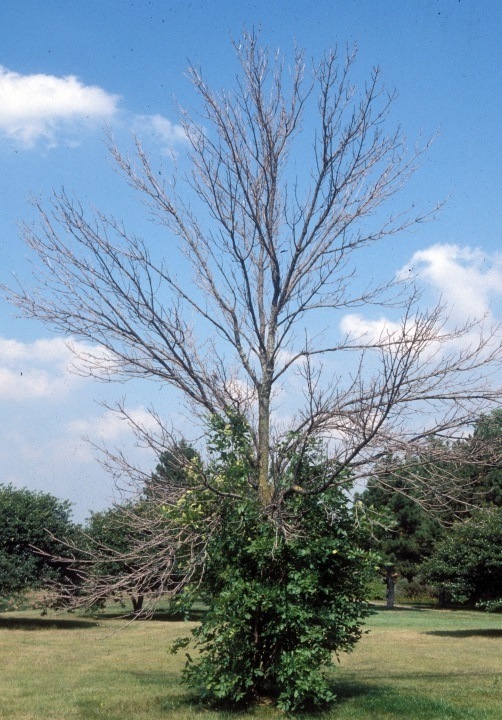 Dying Ash Tree Symptom - Ed's Tree Service