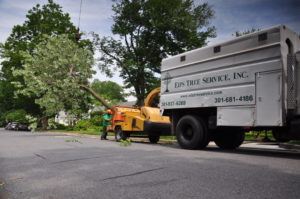 Emergency Tree Removal Emergency Tree Removal