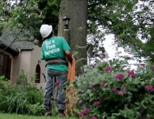 Silver Spring tree removal