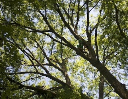 Silver Spring Tree Trimming