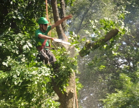 tree trimming and pruning