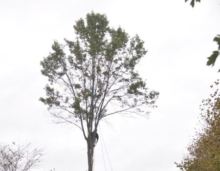 Safe, Professional Tree Removal in Longmont, Colorado