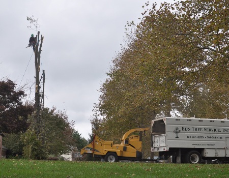 stump removal baton rouge, Chevy Chase MD