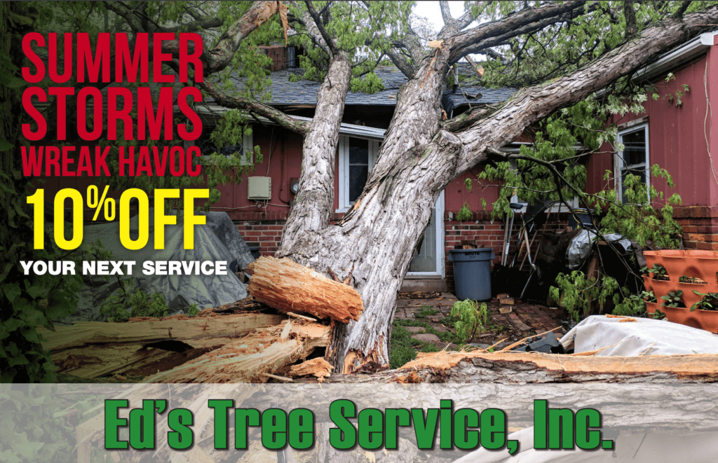Professional Tree Removal Specials and Offers Ed's Tree Services
