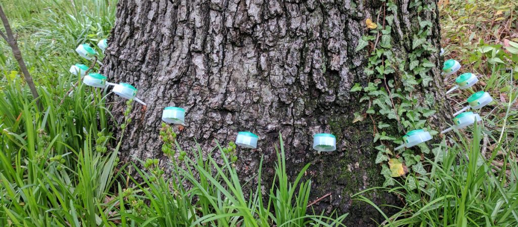 tree fertilization in gaithersburg md