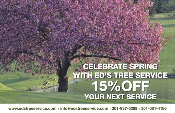 Maryland Tree Service Specials & Offers | Ed's Tree Service